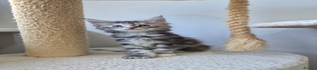 Maine Coon Kitten 3