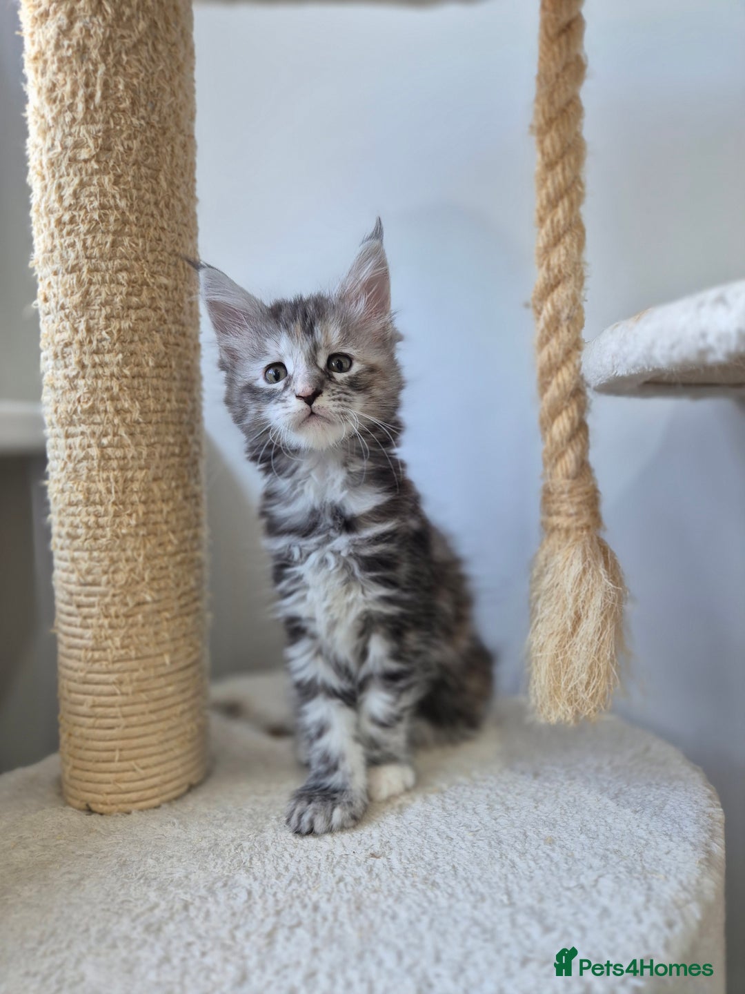 Maine Coon cats for sale: 6 TICA-Registered Maine Coon Kittens Available - Image 7