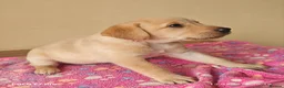 Labrador Retriever dogs for sale: Exceptional Home Raised Labrador Puppies in Nottingham - Advert 17