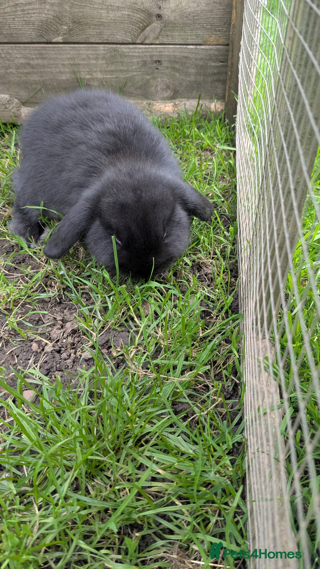 Mini Lop rabbits for sale: Mini lop babies. - Image 1