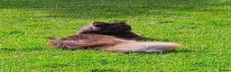 Maine Coon cats for sale: Pets or Breeding Maine Coon kittens in Manchester - Advert 23