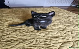 British Shorthair cats for sale: PURE BSH KITTENS READY NOW! - Image 10