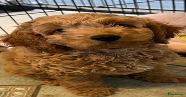 Cockapoo dogs - Advert 6