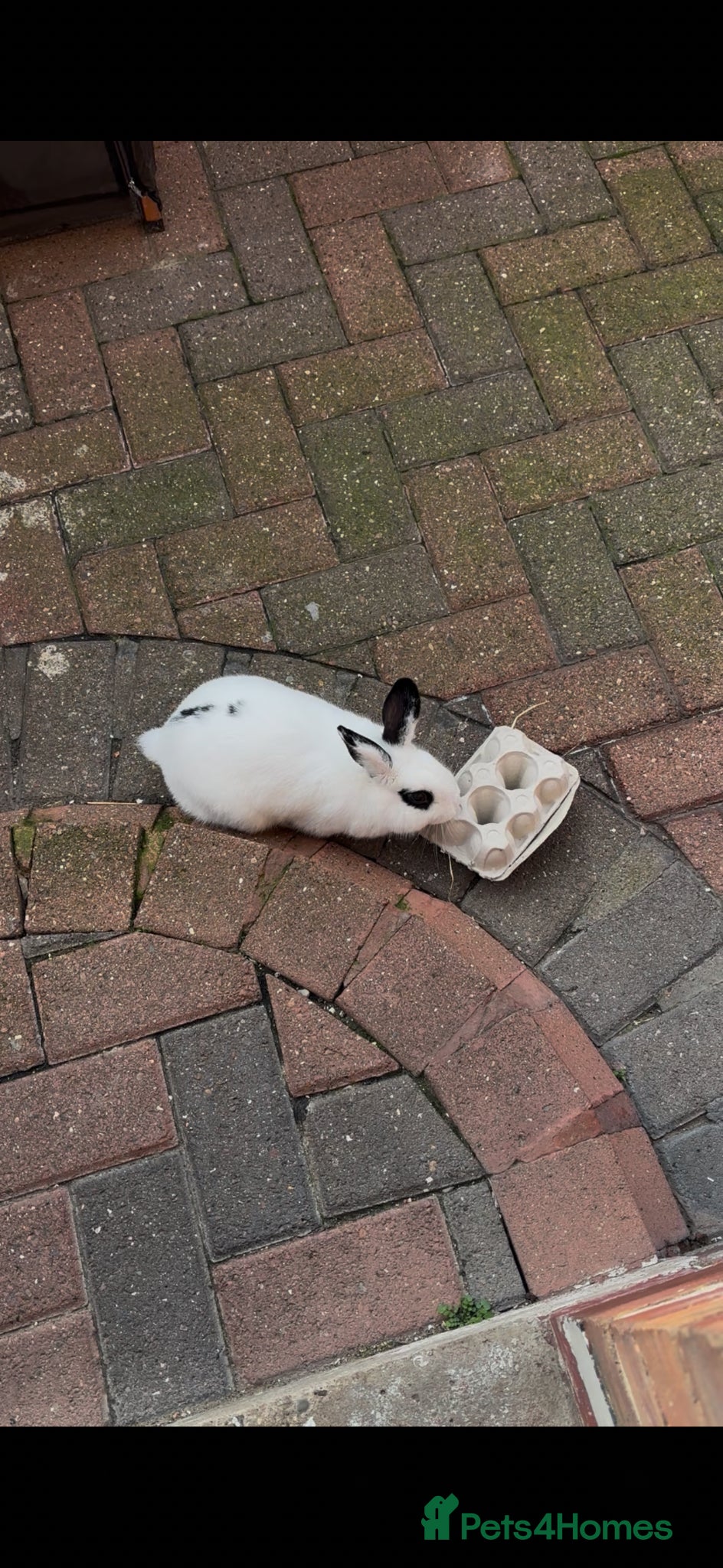 Mixed Breed rabbits Small rabbit with 2 hutches - Advert 9