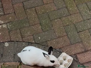 Mixed Breed rabbits Small rabbit with 2 hutches - Advert 9
