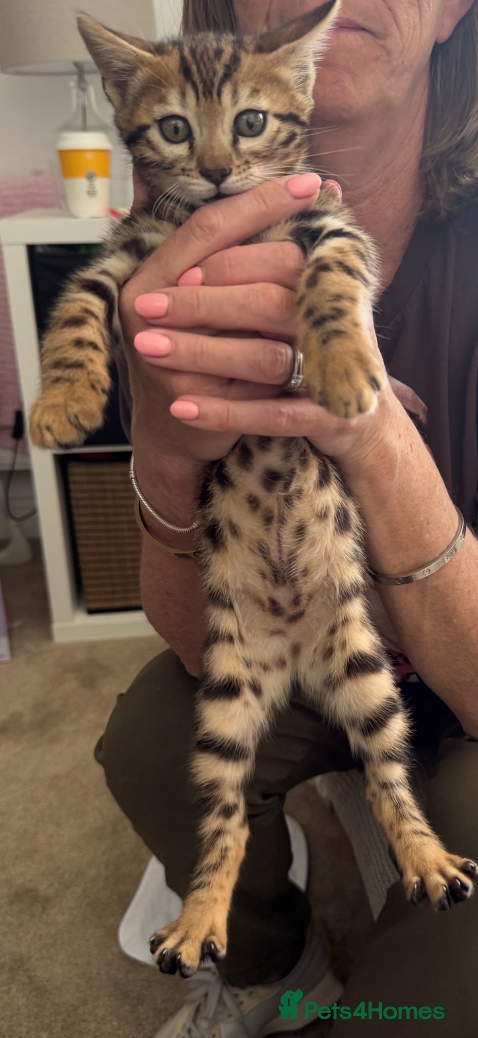 Bengal cats Stunning TICA Registered Bengals - Advert 3