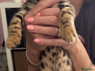 Bengal cats Stunning TICA Registered Bengals - Advert 1