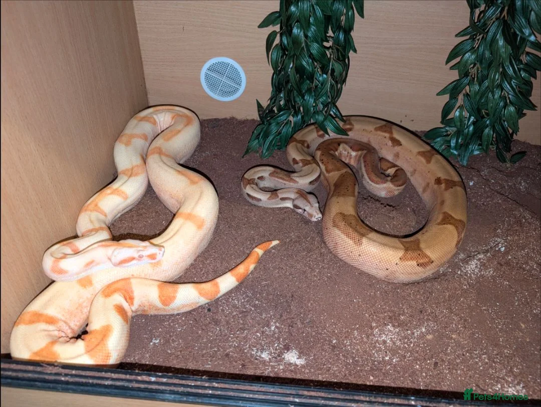 Boa Snake reptiles for sale: Hypomelanistic Boa constrictor  - Advert 2