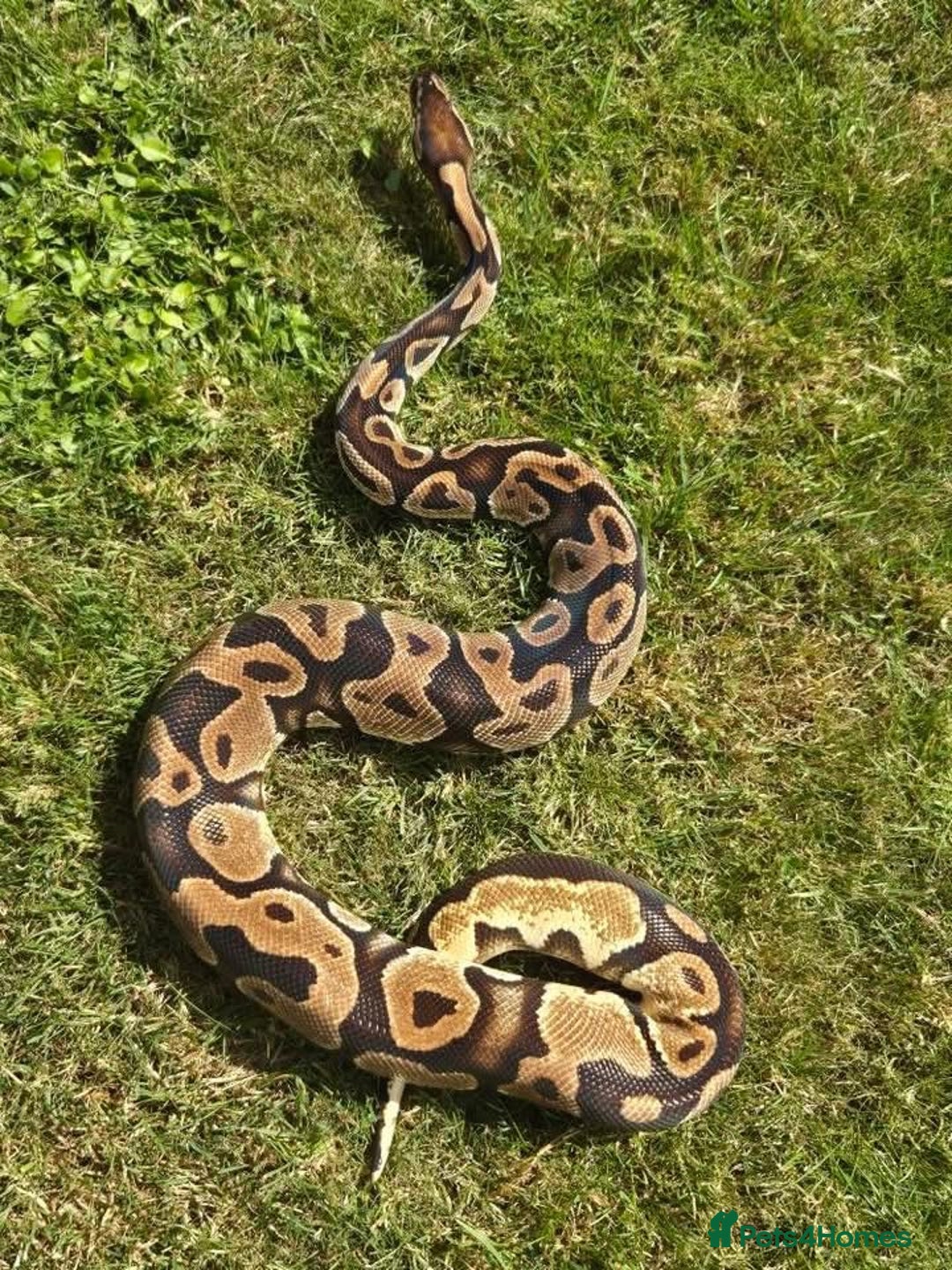 Python Snake reptiles for sale: Ball pythons, adults, male and femal - Image 3