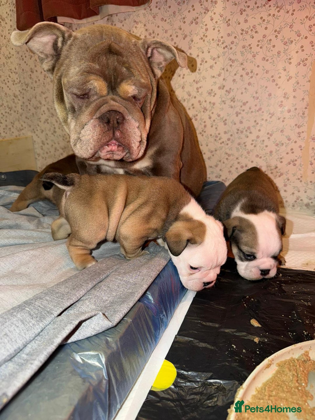 English Bulldog dogs for sale: English Bulldog Puppies Coloured  - Advert 12