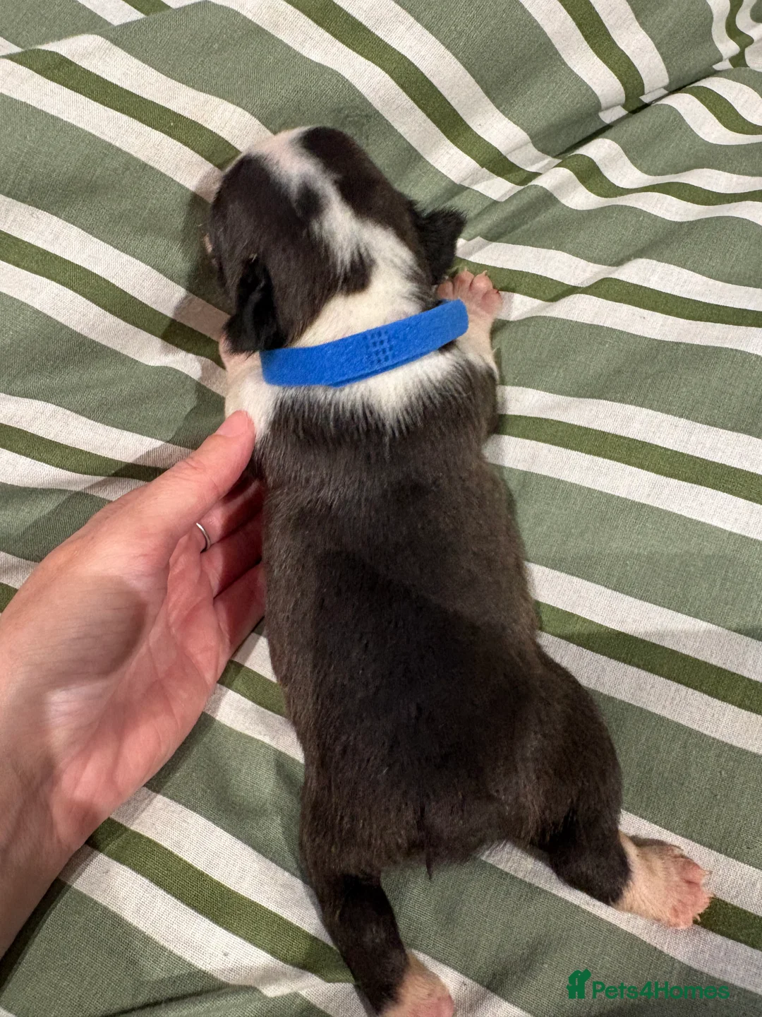 Boston Terrier dogs for sale: Kc reg Boston terriers - 1 stunning girl available - Advert 24