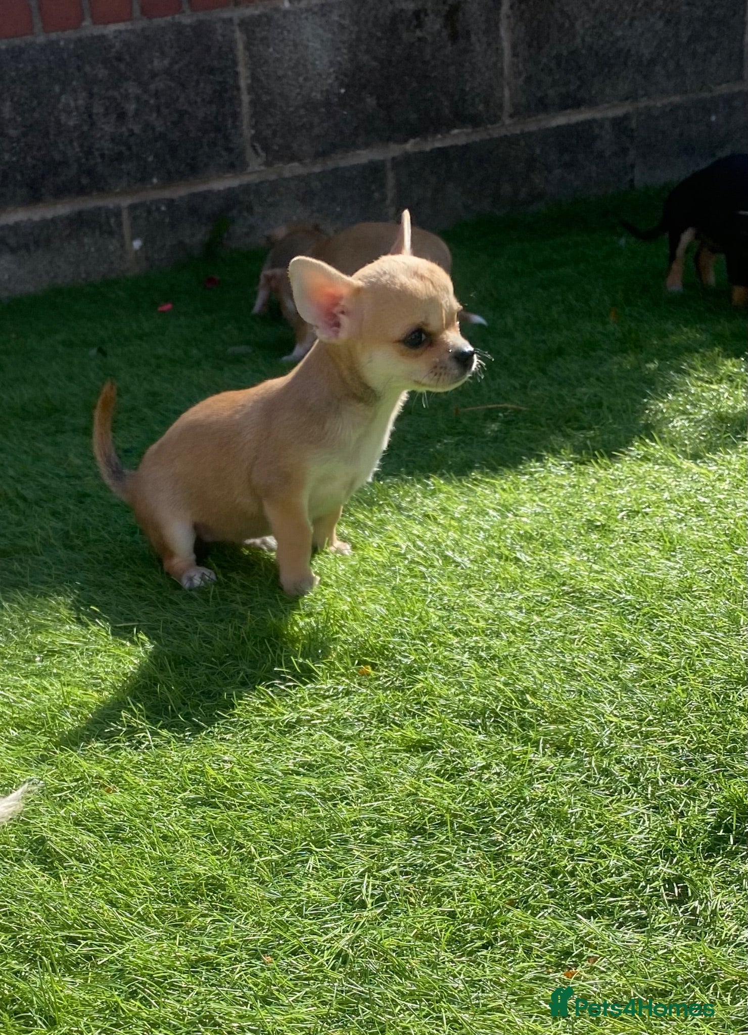 Chihuahua dogs Chihuahua puppies 1 girl🩷 - Advert 16