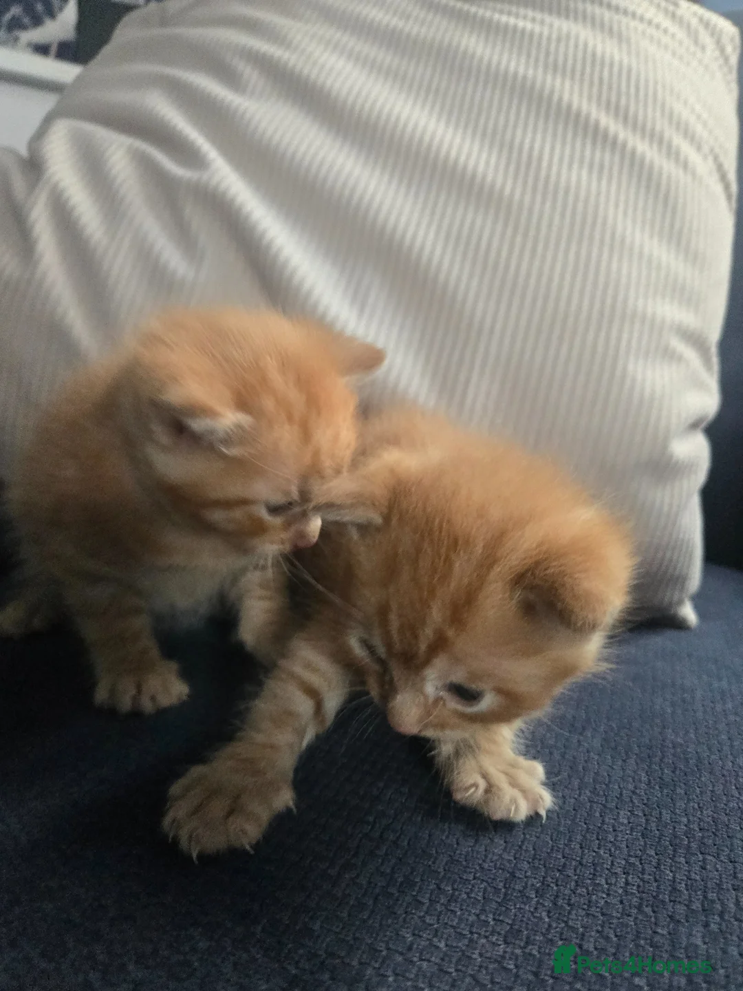 Mixed Breed cats for sale: Beautiful ginger kittens  in Colchester - Advert 9