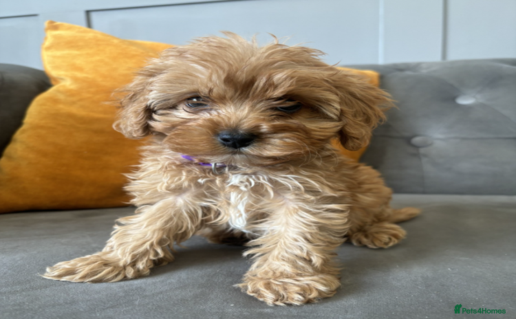 Cavapoo dogs - Advert 2