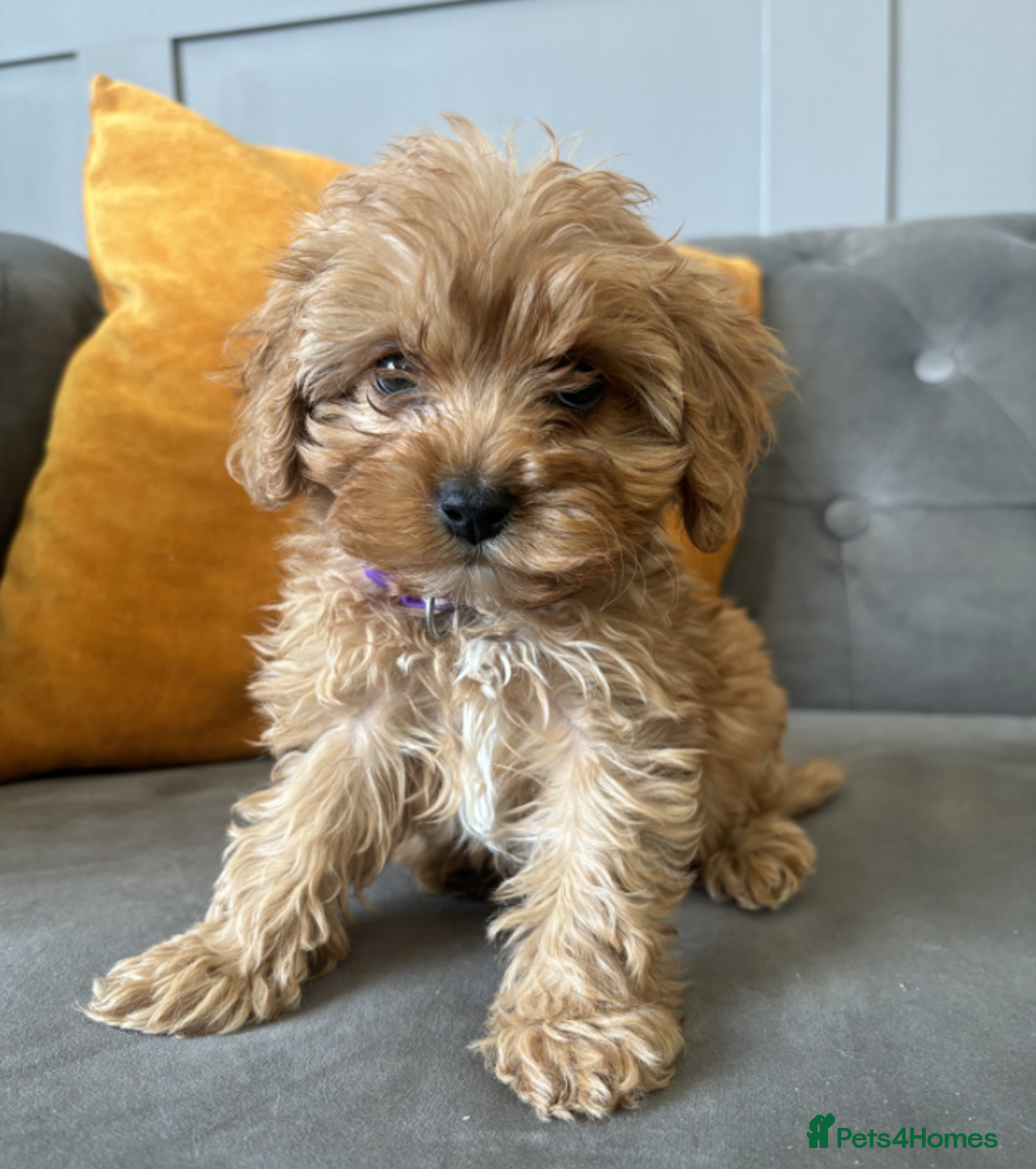 Cavapoo dogs for sale: Trained Cavapoos for sale  - Image 1