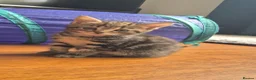Mixed Breed cats for sale: Four playful kittens for sale - Advert 10
