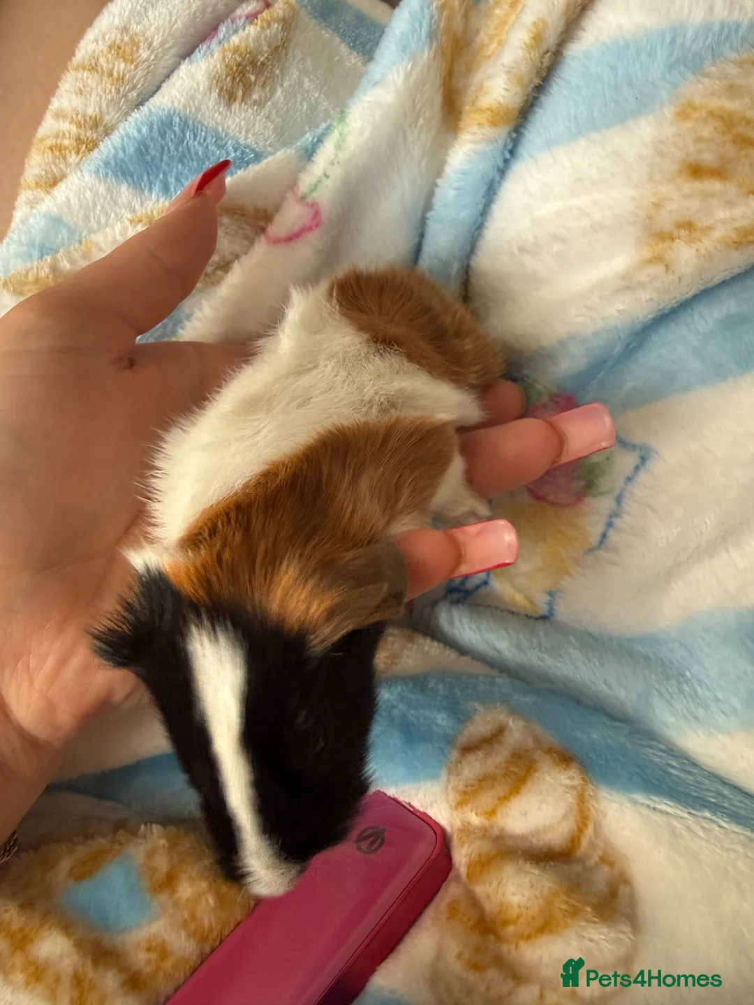 Guinea Pig rodents for sale: Guinea pigs in Lincoln - Advert 1