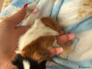 Guinea Pig rodents Guinea pigs - Advert 1