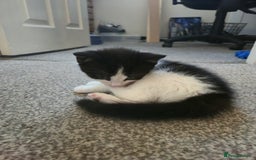 Mixed Breed cats for sale: Fluffy kittens  - Image 14