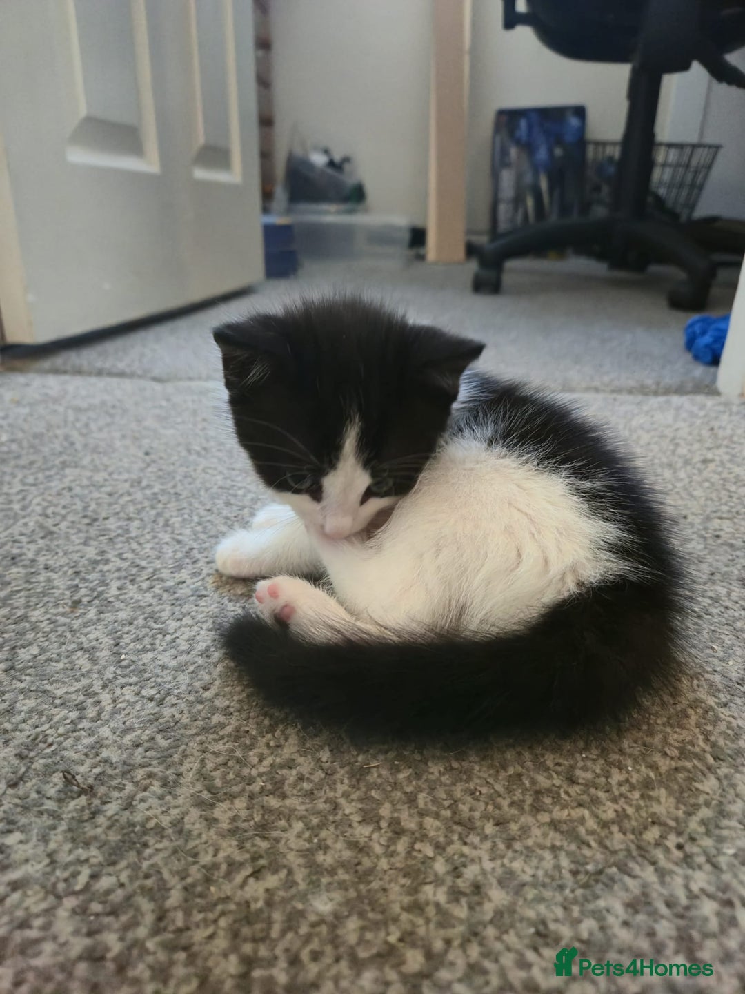 Mixed Breed cats for sale: Fluffy kittens  - Image 14