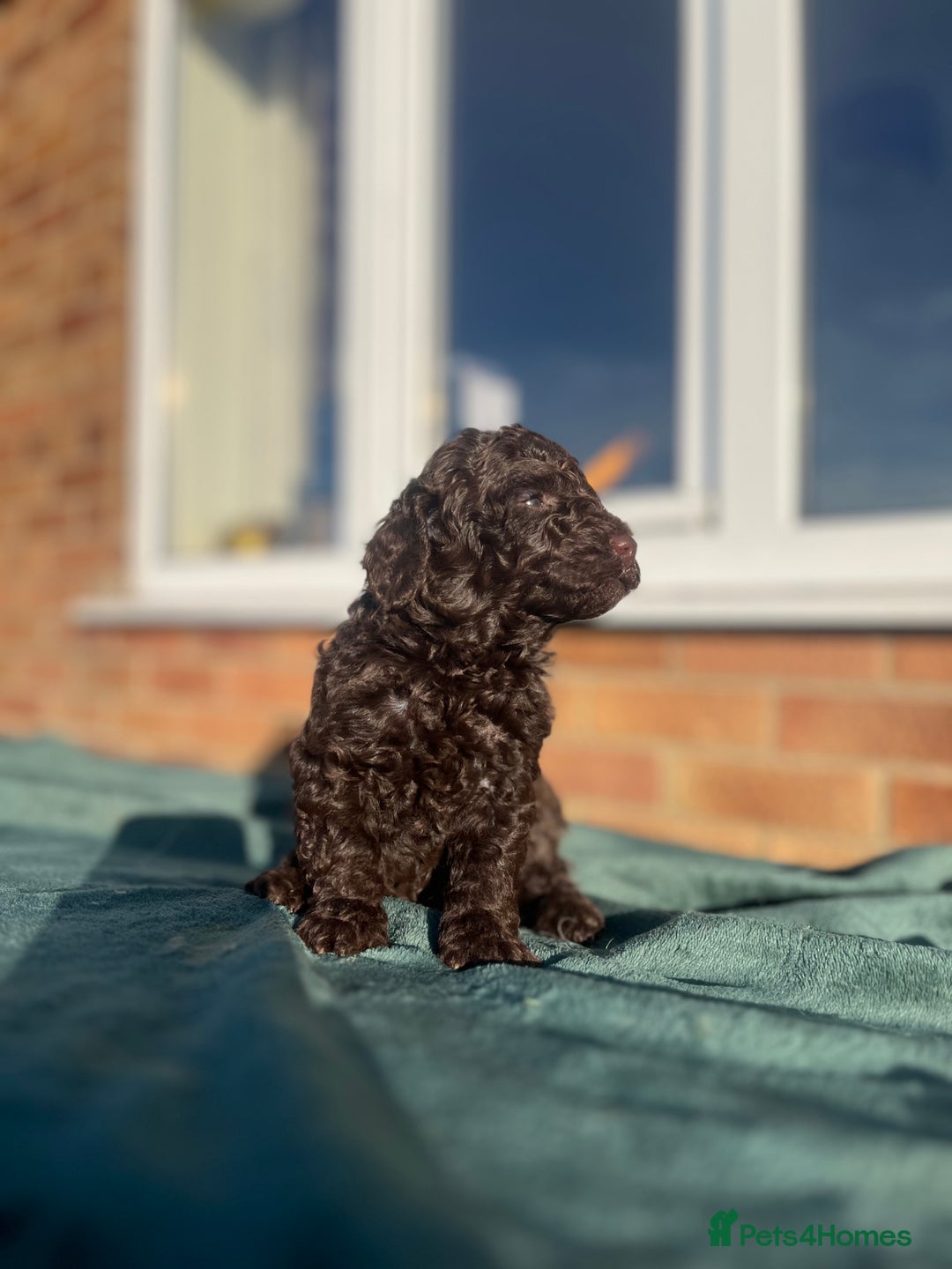 Miniature Poodle dogs for sale: Beautiful miniature poodles  - Advert 6