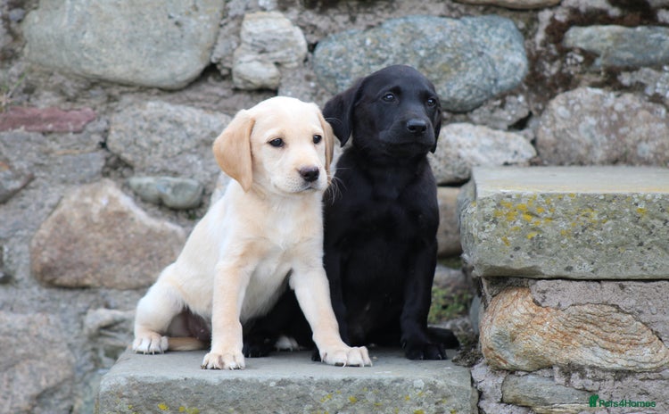 Labrador Retriever dogs - Advert 11