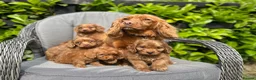 Cockapoo dogs for sale: Red cockapoo puppies  - Advert 16