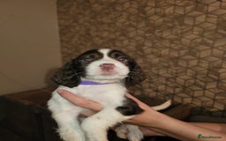 Sprocker dogs for sale: Sprocker spaniels Fully vaccinated  - Image 13