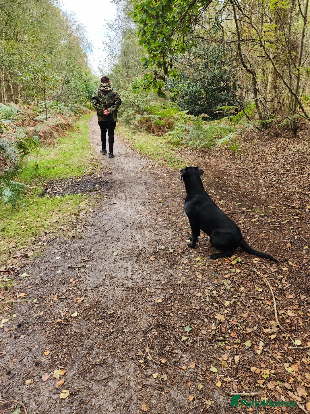Labrador Retriever dogs for sale: Beautiful Labrador puppies - Advert 8