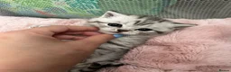 British Shorthair cats for sale: Tabby British shorthair kittens  - Advert 5