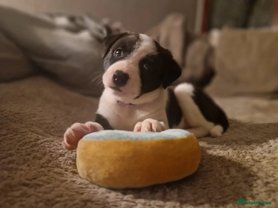 Mixed Breed dogs for sale: Puppies Bull grehound x collie (bull lurchers) - Advert 2