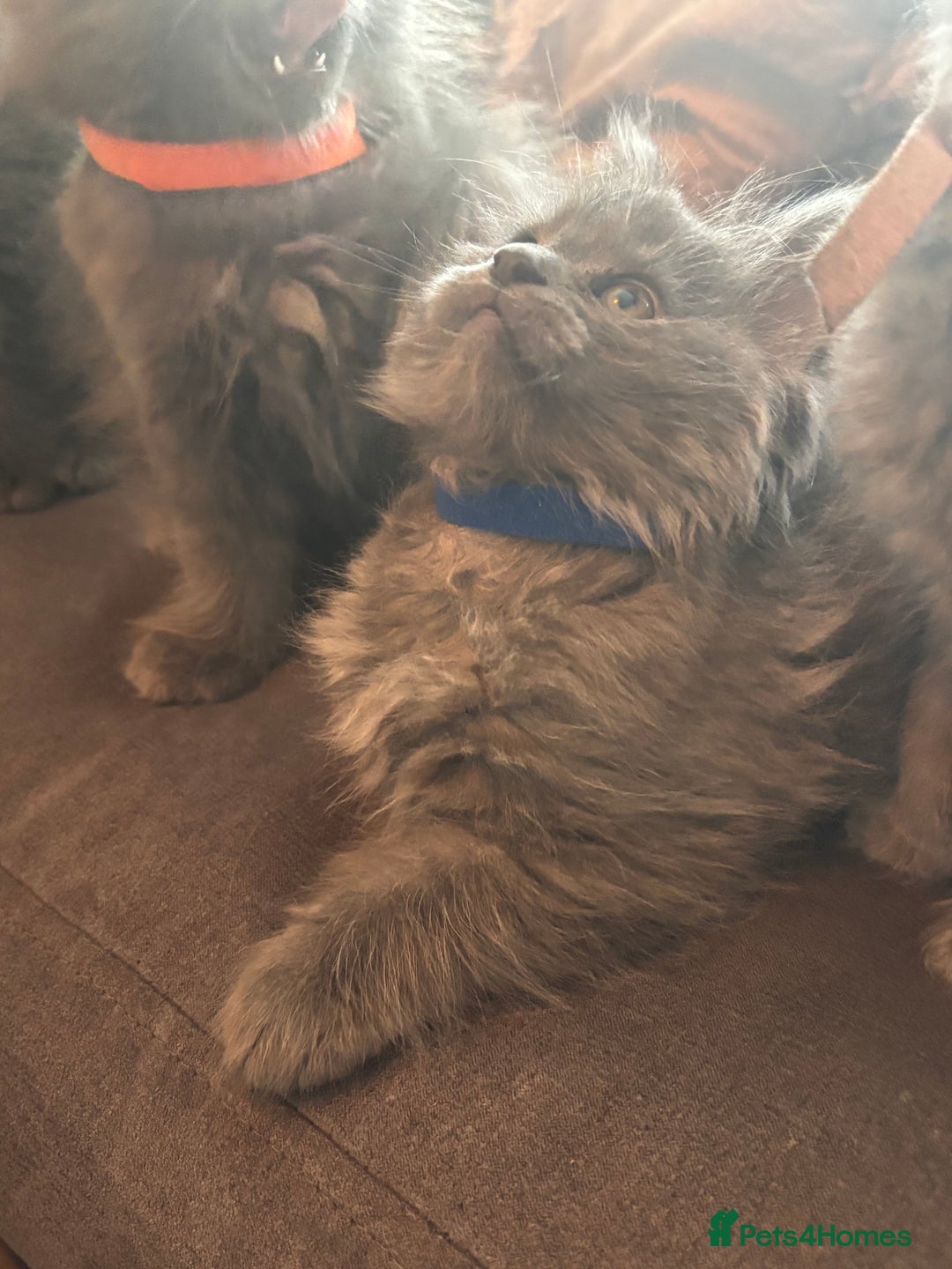 Maine Coon cats for sale: Blue Maine Coon Kittens – Active TICA Registered  - Advert 21