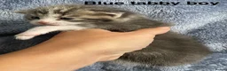 American Shorthair cats for sale: Beautiful litter  - Advert 11