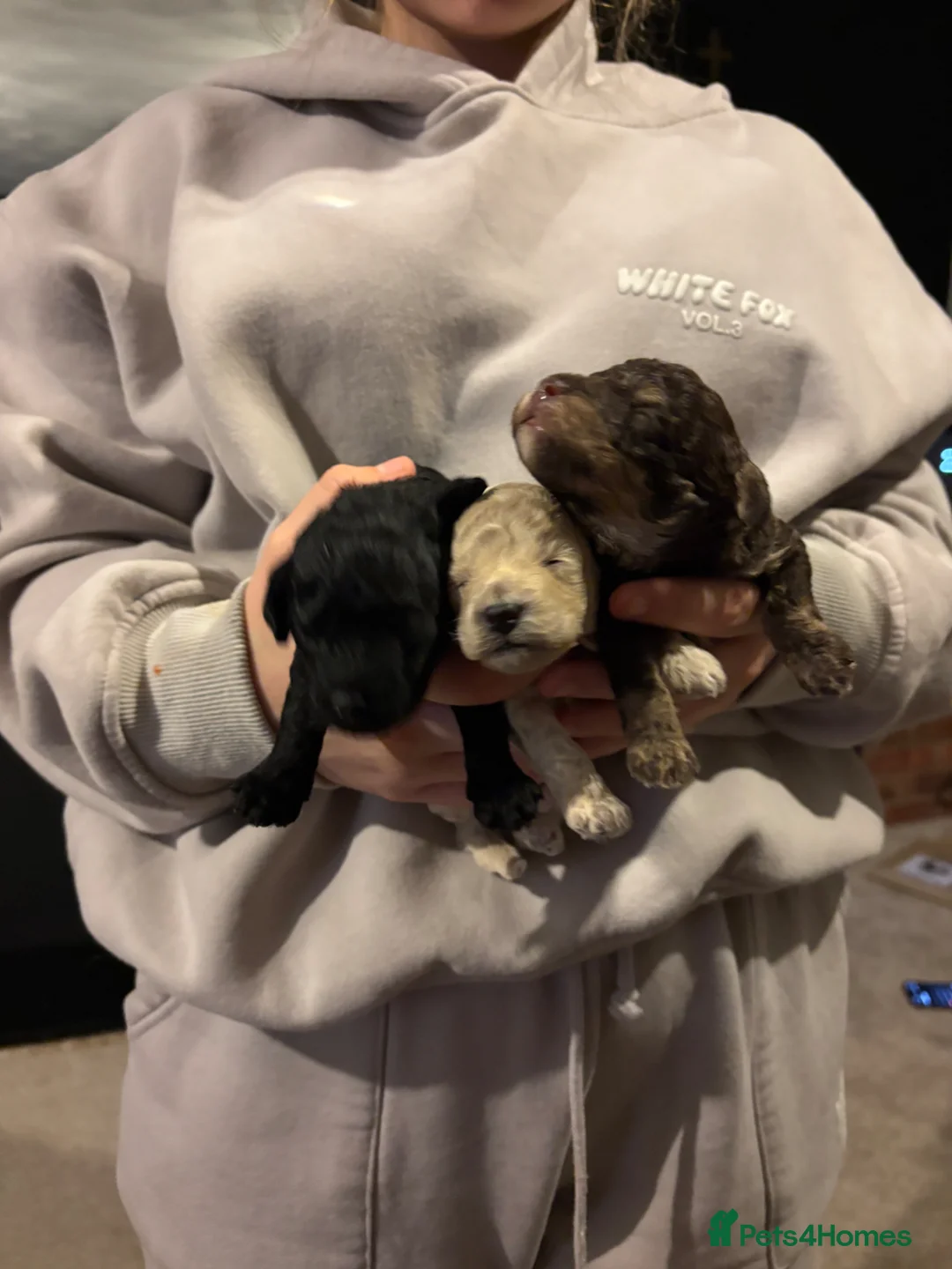 Toy Poodle dogs for sale: 3 toy poodles - Advert 14