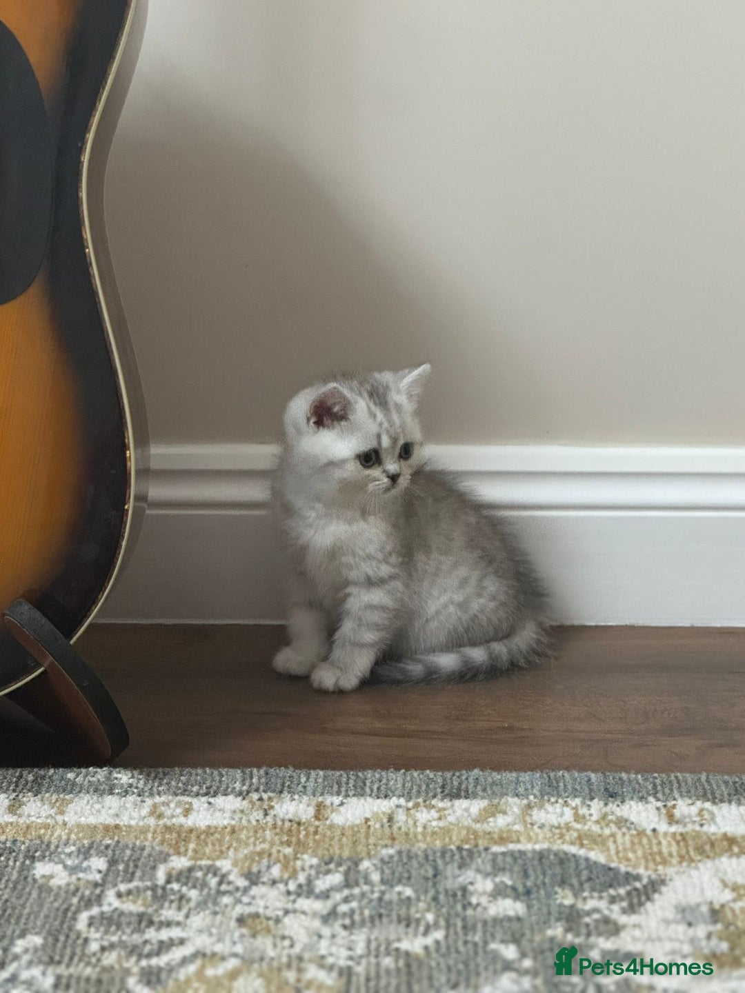 British Shorthair cats for sale: 2 TICA registered BSH kittens  - Advert 20