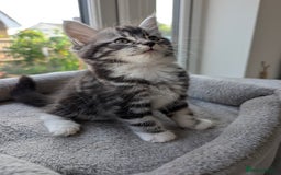 Domestic Shorthair cats for sale: Super stunning kittens - Image 5