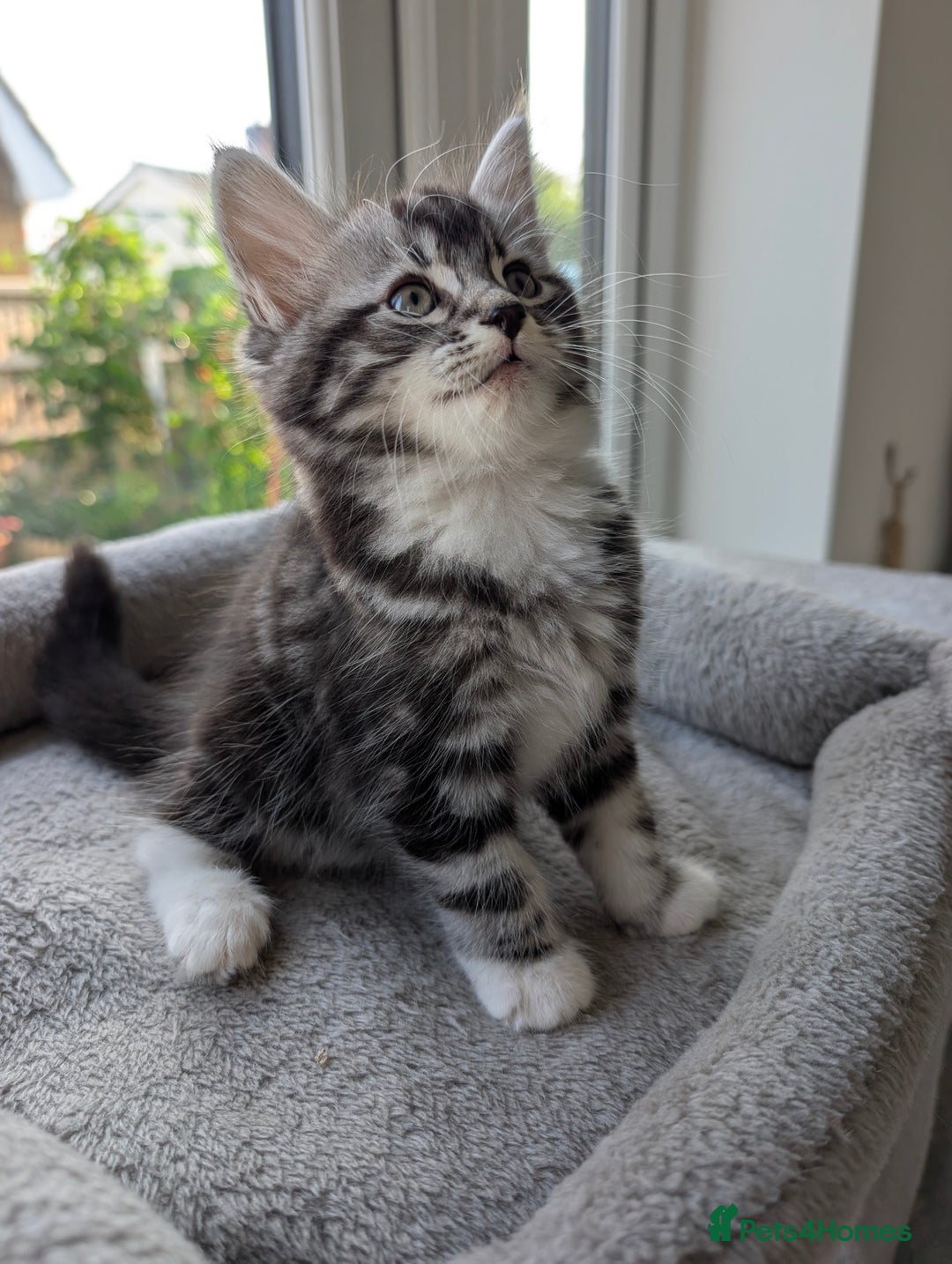 Domestic Shorthair cats for sale: Super stunning kittens - Image 5