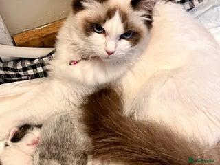 Ragdoll cats - Advert 35