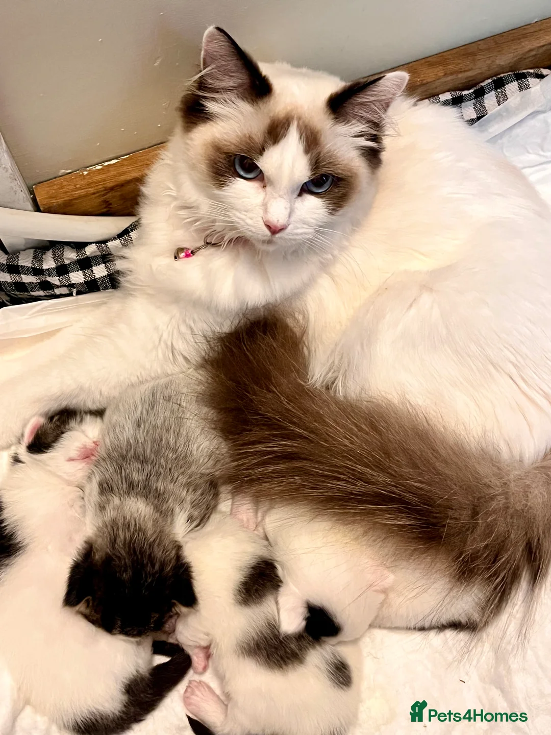 Ragdoll cats for sale: 2 half ragdoll kittens - 1 male 1 female - Advert 1
