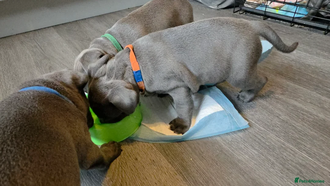 Staffordshire Bull Terrier dogs for sale: Staffordshire bull terrier blues  - Advert 7