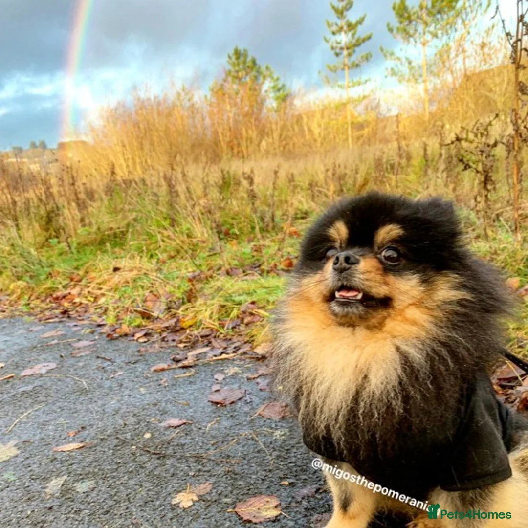 Pomeranian dogs for stud: Top Quality Champion Lines Pomeranian Stud in Ebbw Vale - Advert 13