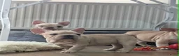 French Bulldog dogs for sale:  French bulldog puppies/Health Tested Parent - Advert 9