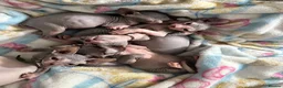Sphynx cats for sale: Just 2 gorgeous boys left now - Advert 10