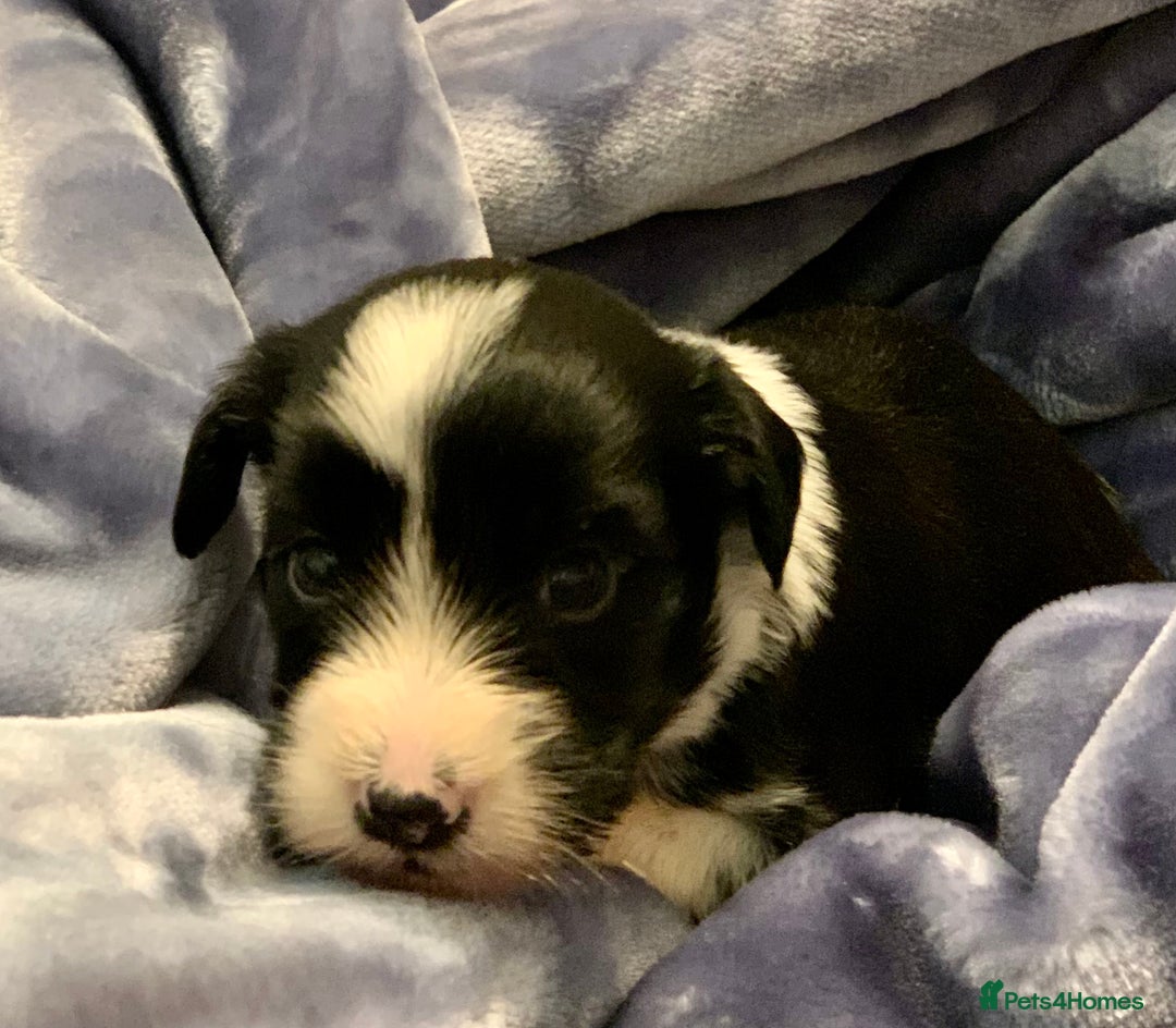 Tibetan Terrier dogs for sale: Lovely Litter of KC Reg Tibetan Terrier puppies  - Advert 2