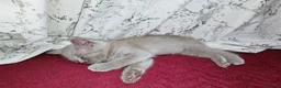 British Shorthair cats for sale: 5 Beautiful British Shorthair Kittens  - Advert 10