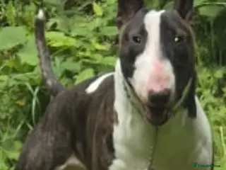 Bull Terrier dogs English bull terrier Crufts Qualifier in Croydon - Advert 2