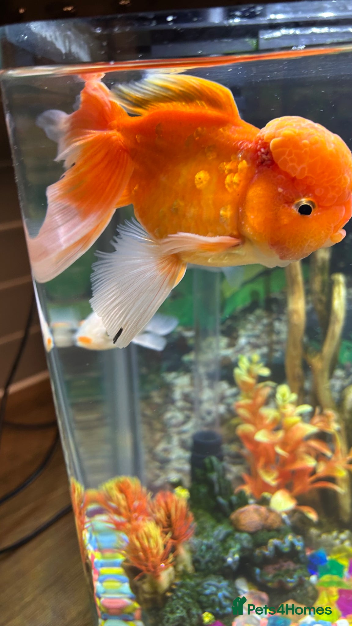 Goldfish fish Three goldfish - Advert 1