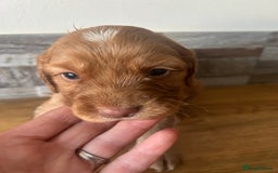 Cocker Spaniel dogs for sale: Baby Cocker Spaniels working type - Image 16