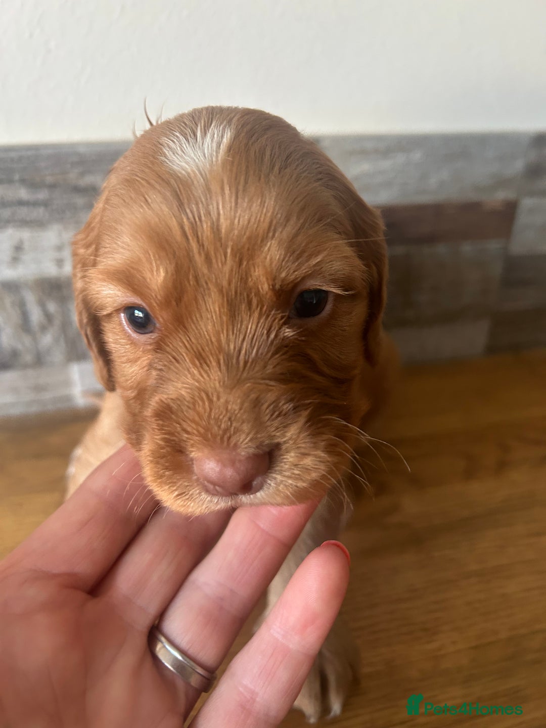 Cocker Spaniel dogs for sale: Baby Cocker Spaniels working type - Image 16