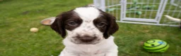 English Springer Spaniel dogs for sale: English springer spaniel pups for sale  - Advert 4